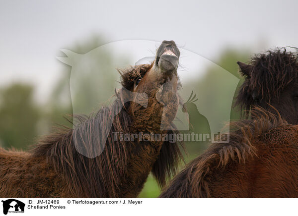Shetland Ponies / Shetland Ponies / JM-12469