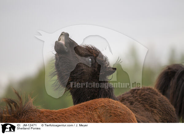 Shetland Ponies / JM-12471