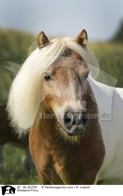 Shetland Pony / Shetland Pony / HL-02726