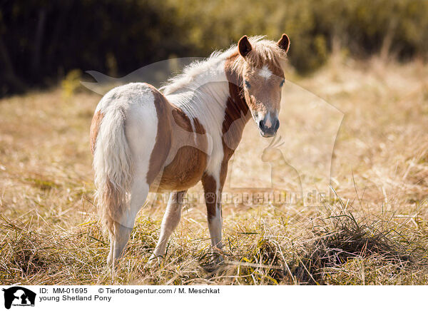 junges Shetland Pony / young Shetland Pony / MM-01695