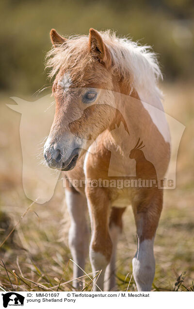 junges Shetland Pony / young Shetland Pony / MM-01697