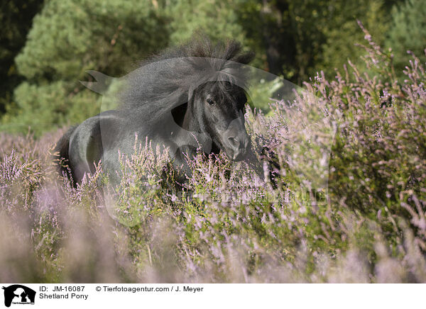Shetland Pony / Shetland Pony / JM-16087