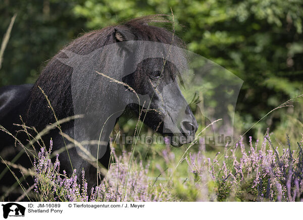 Shetland Pony / Shetland Pony / JM-16089