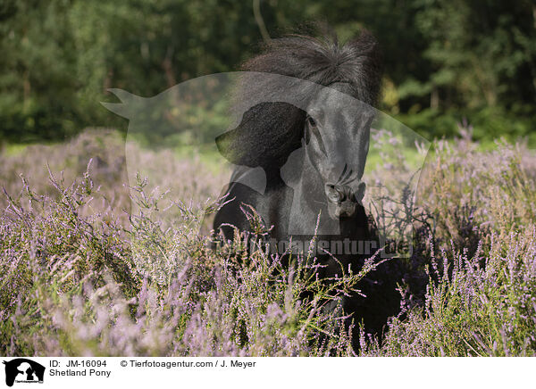 Shetland Pony / Shetland Pony / JM-16094
