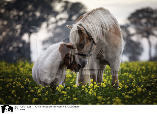 2 Ponies / JQ-01228