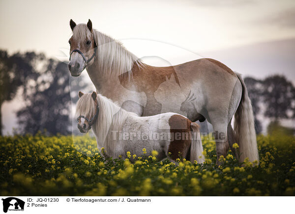 2 Ponies / JQ-01230