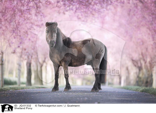 Shetland Pony / JQ-01332