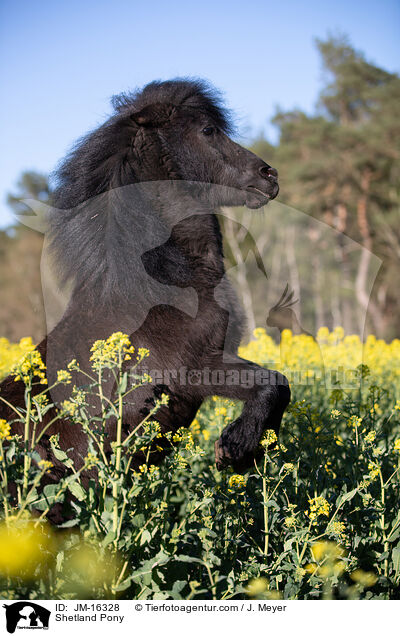 Shetland Pony / Shetland Pony / JM-16328