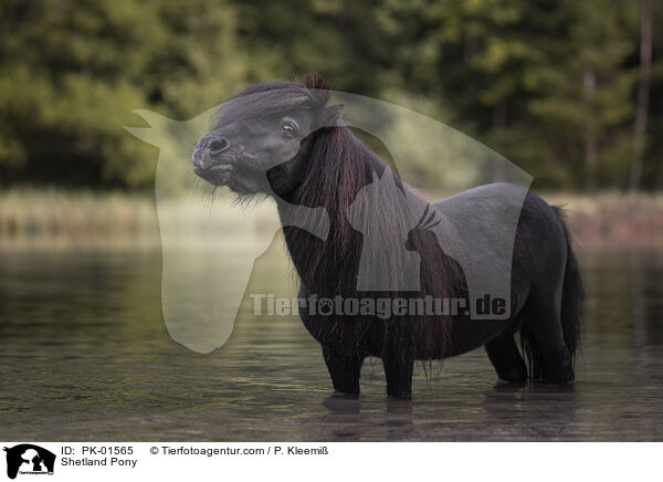 Shetland Pony / PK-01565