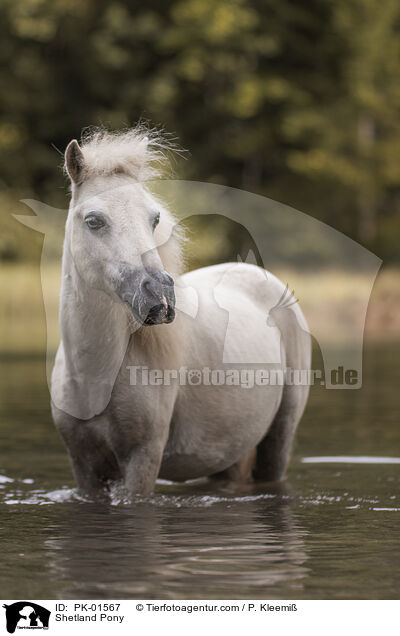 Shetland Pony / Shetland Pony / PK-01567