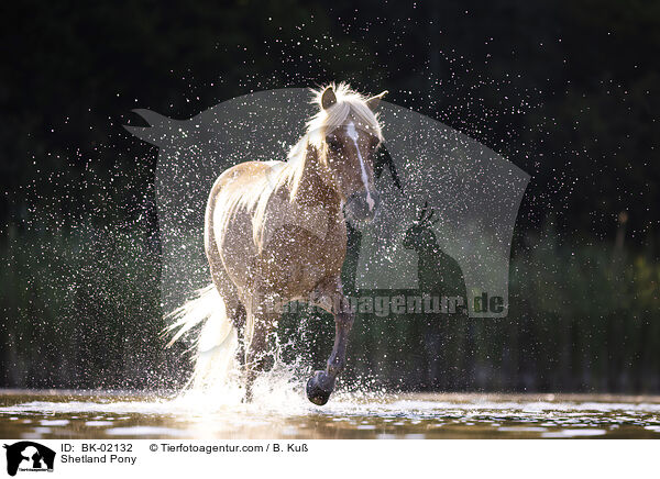 Shetland Pony / Shetland Pony / BK-02132