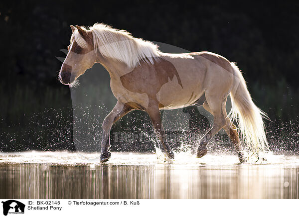 Shetland Pony / Shetland Pony / BK-02145