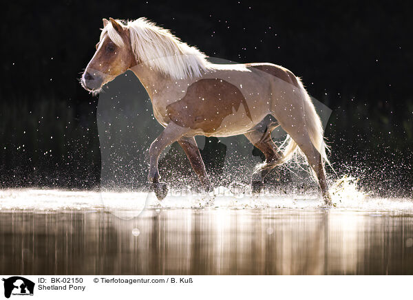 Shetland Pony / BK-02150