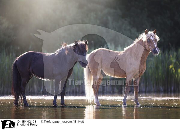 Shetland Pony / BK-02158