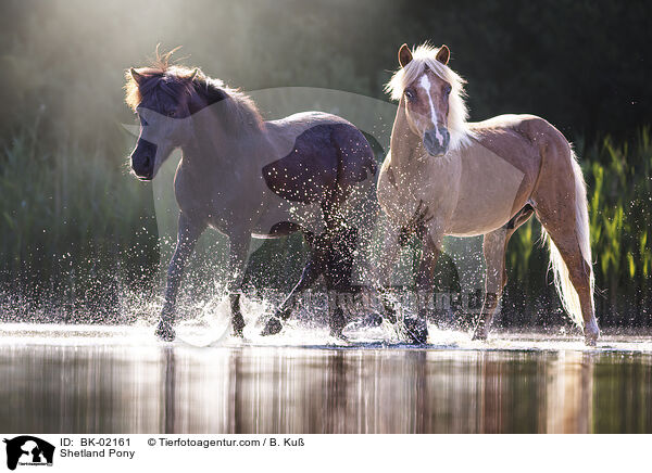 Shetland Pony / BK-02161