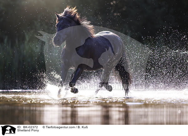 Shetland Pony / BK-02372