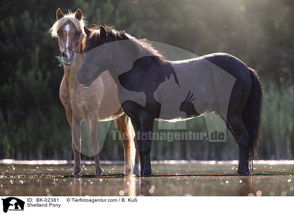 Shetland Pony / BK-02381