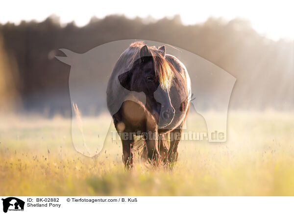 Shetland Pony / Shetland Pony / BK-02882