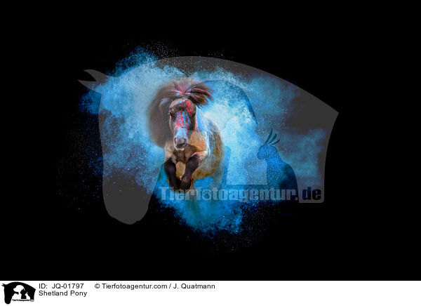 Shetland Pony / JQ-01797