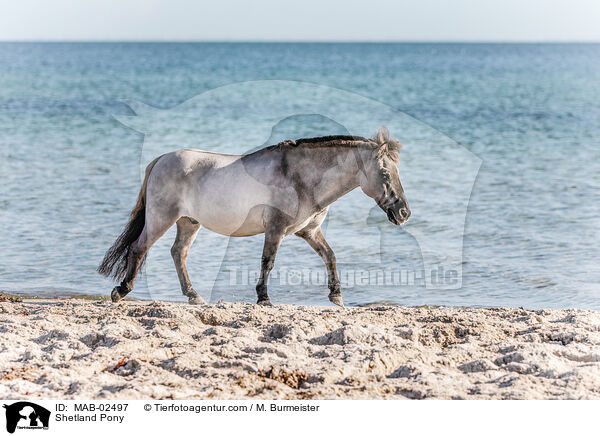 Shetland Pony / Shetland Pony / MAB-02497