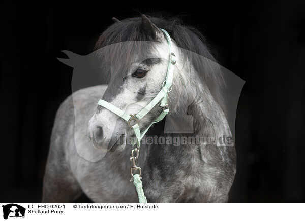 Shetland Pony / Shetland Pony / EHO-02621