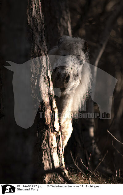 Shetland Pony / AA-01427.jpg