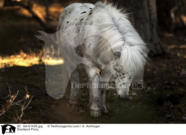 Shetland Pony / AA-01428.jpg