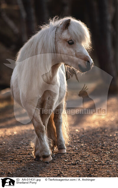 Shetland Pony / AA-01431.jpg