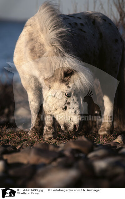 Shetland Pony / AA-01433.jpg