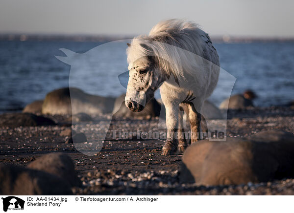 Shetland Pony / AA-01434.jpg