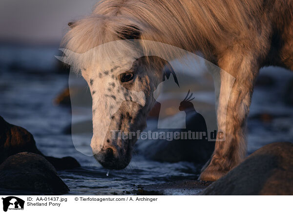 Shetland Pony / AA-01437.jpg