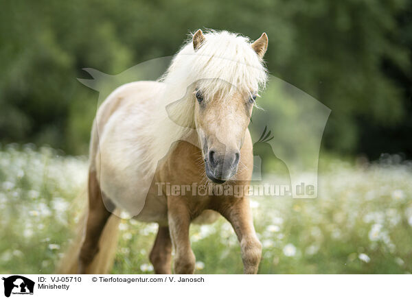 Minishetty / Minishetty / VJ-05710