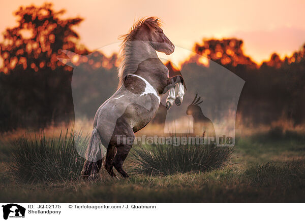 Shetlandpony / Shetlandpony / JQ-02175