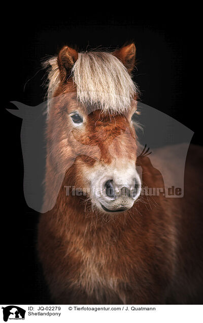 Shetlandpony / Shetlandpony / JQ-02279
