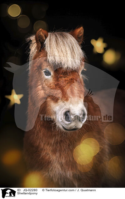 Shetlandpony / JQ-02280