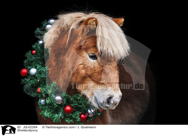 Shetlandpony / JQ-02284