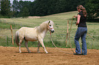 Shetland Pony goes backwards