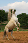 rearing Pony