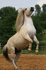 rearing Pony