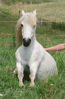 sitting Pony