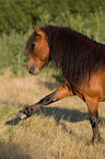 Shetlandpony shows trick