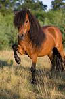 Shetlandpony shows trick
