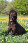 sitting Shetland Pony
