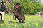 rising Shetland Pony