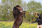 rising Shetland Pony