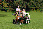 2 Shetland Ponies