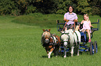 2 Shetland Ponies
