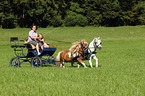 2 Shetland Ponies