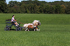2 Shetland Ponies