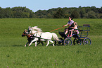 2 Shetland Ponies